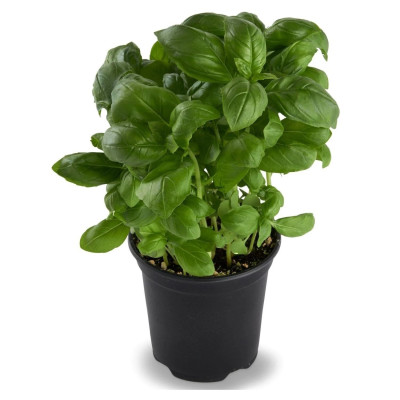 Herbes fraiches pot