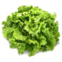 Batavia (salade)