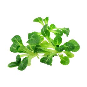 Mâche barquette 150gr (salade)