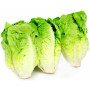 Sucrine barquette  (salade)